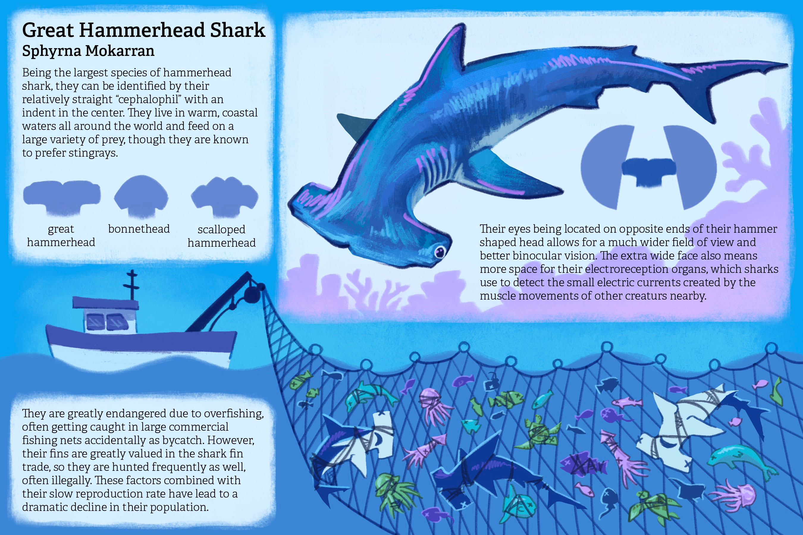 Shark Info
